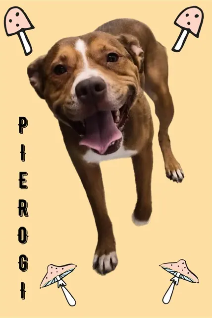 Pierogi