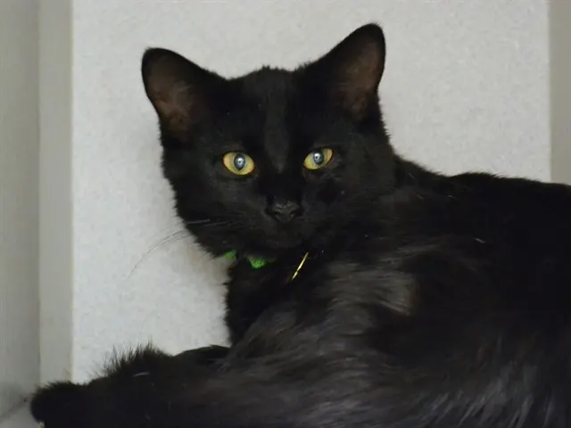 Maggie