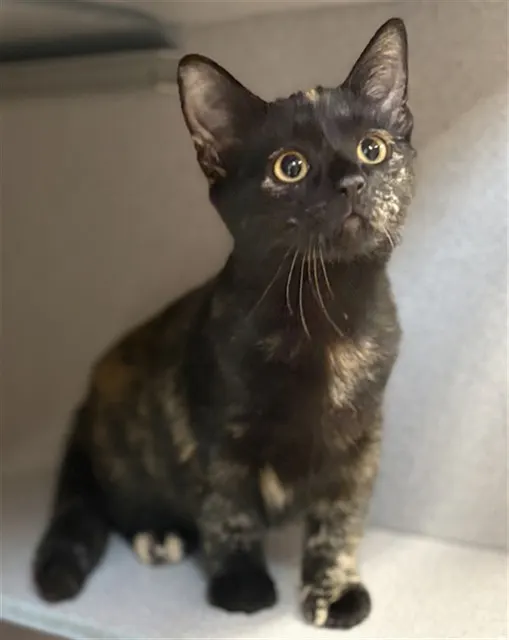 Ebony