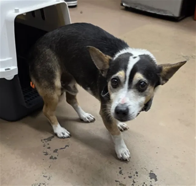 Adoptable Dog