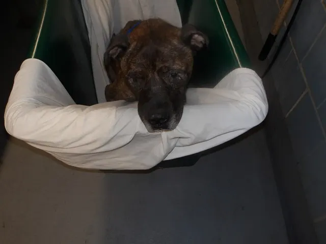 Adoptable Dog