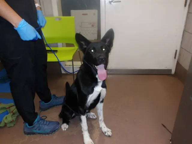 Adoptable Dog