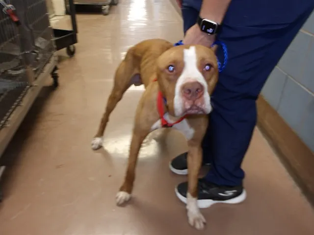 Adoptable Dog