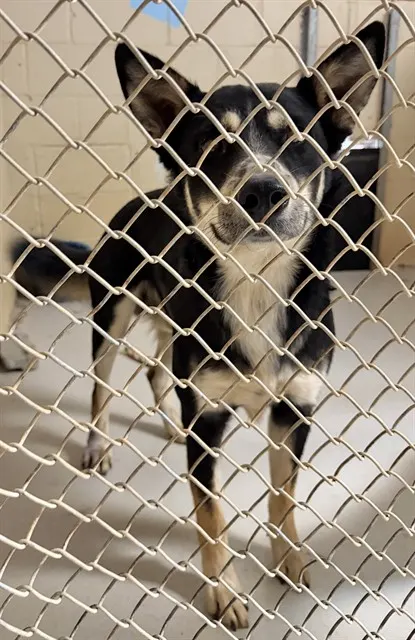 Adoptable Dog