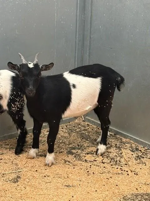 Adoptable Goat/Sheep