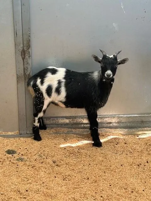 Adoptable Goat/Sheep