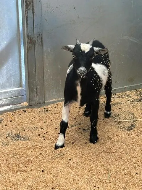 Adoptable Goat/Sheep