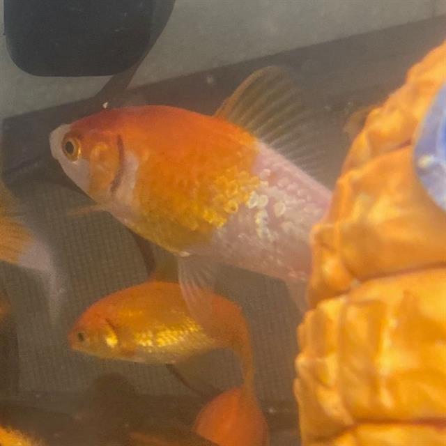 James Pond