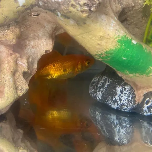 Guppy Goldberg