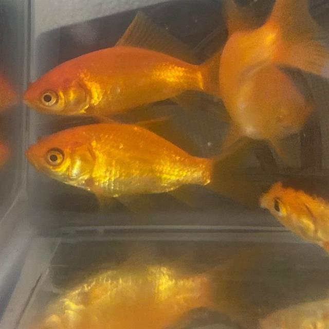 Tank Sinatra