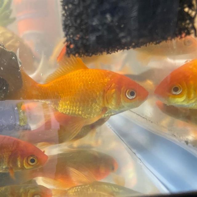 Swimmy Hendrix