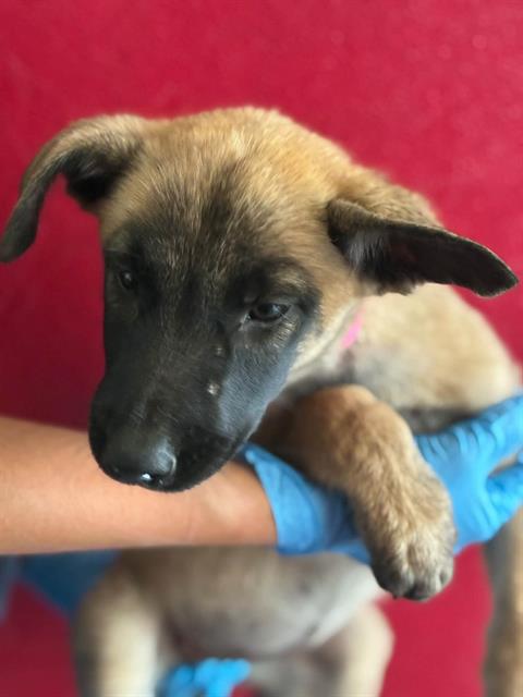 Adoptable Dog