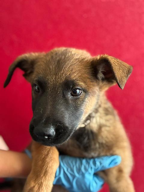 Adoptable Dog
