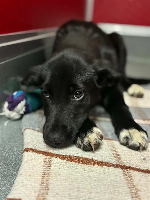 Adoptable Dog
