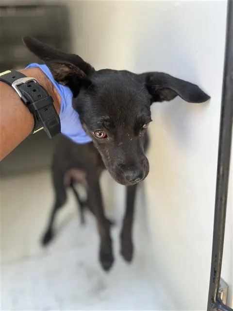 Remo