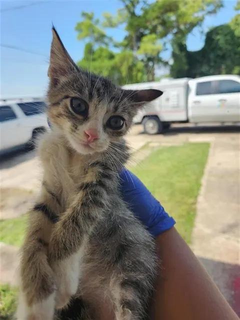 Adoptable Cat