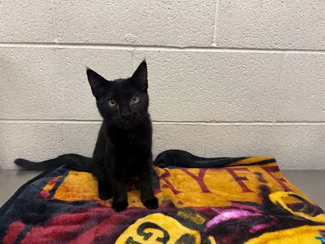 Adoptable Cat