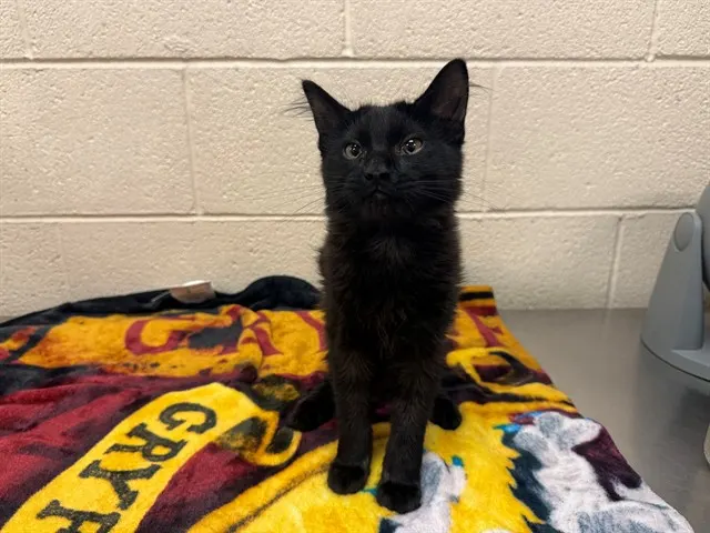Adoptable Cat