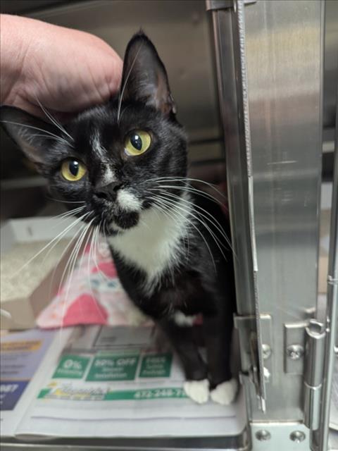 Adoptable Cat