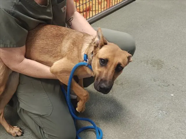 Adoptable Dog