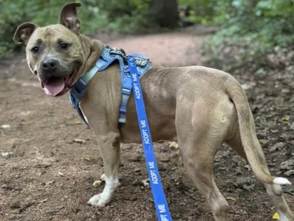 Mr.Horse-In Foster
