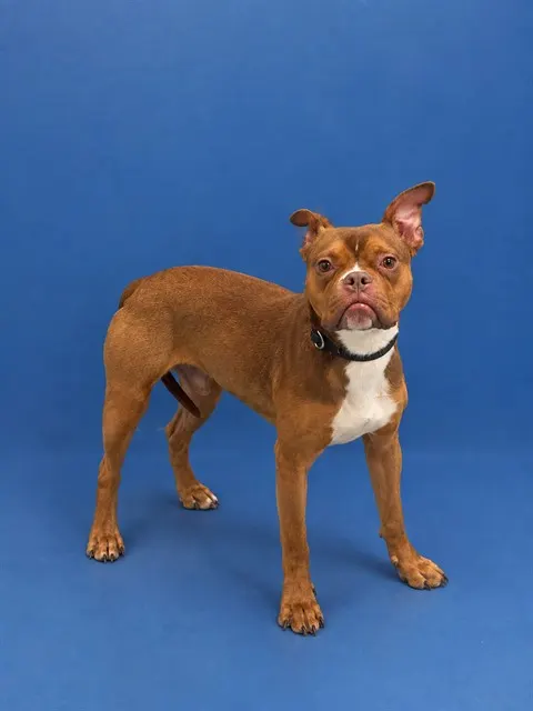 Bubba