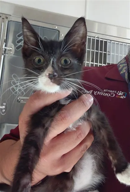Adoptable Cat