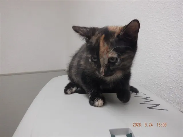 Solana