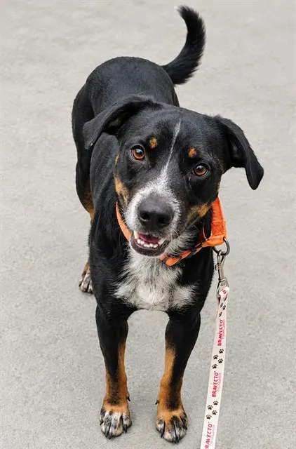 Otis