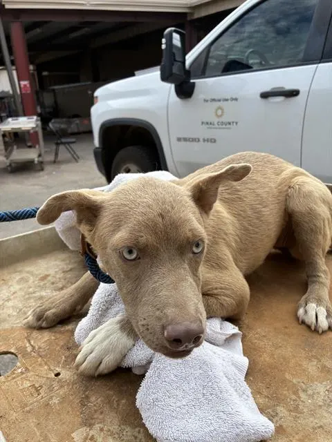 Adoptable Dog
