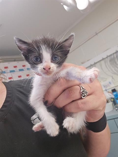 Peanut