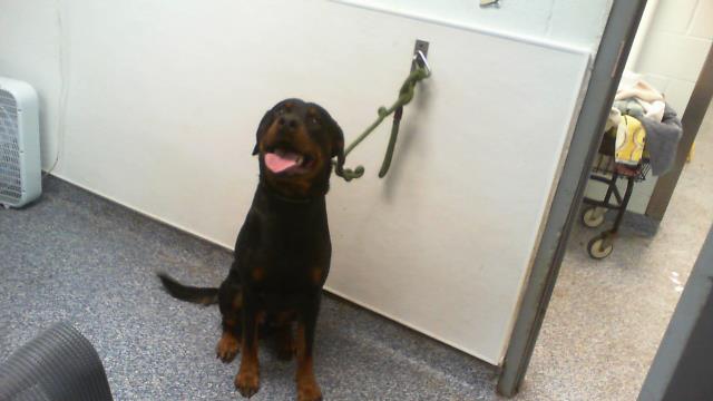 Adoptable Dog
