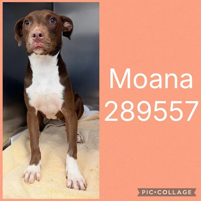 Moana