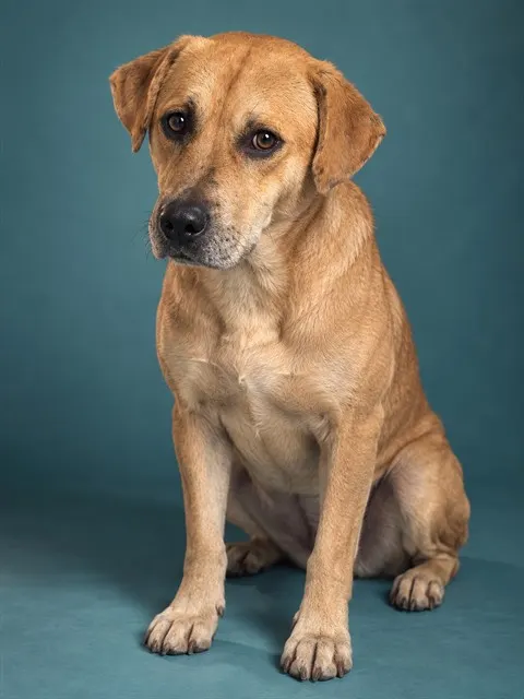 Hamlet