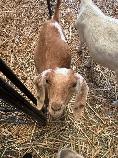 Adoptable Goat/Sheep