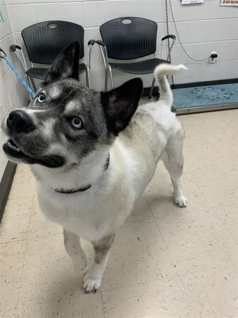 Adoptable Dog