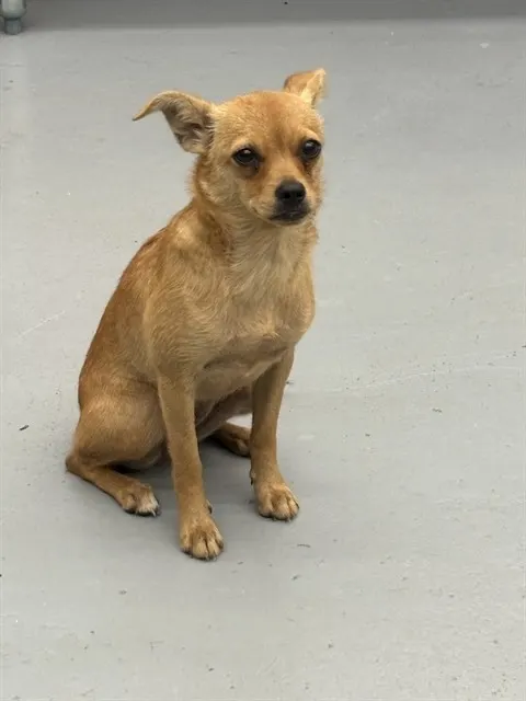 Penelope