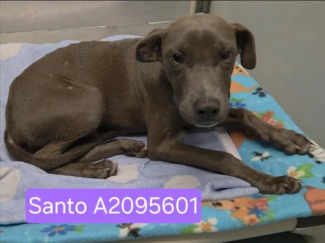 Santo