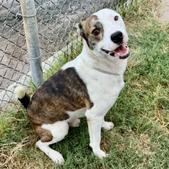 Woody