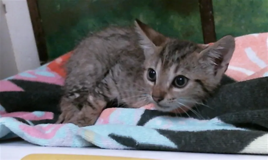 Adoptable Cat