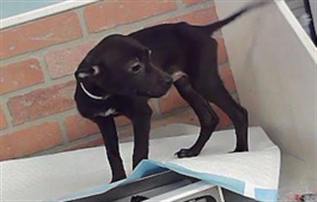 Adoptable Dog