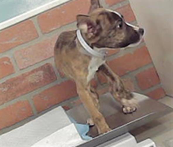 Adoptable Dog