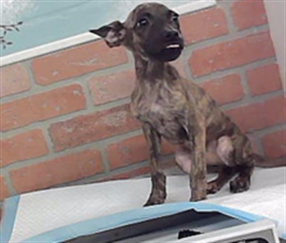 Adoptable Dog