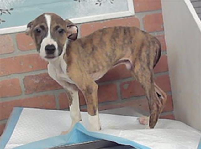 Adoptable Dog