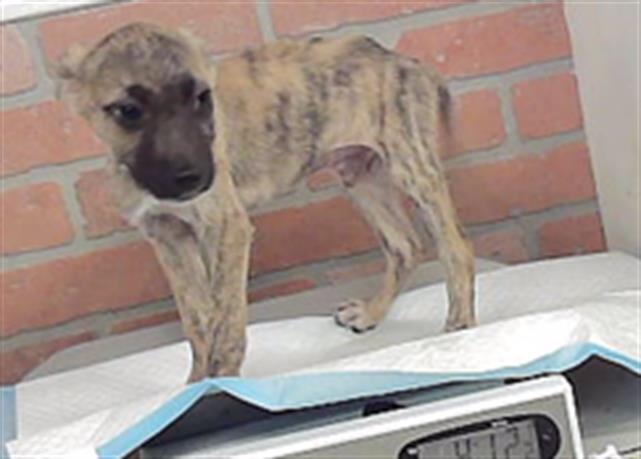 Adoptable Dog