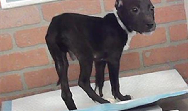 Adoptable Dog