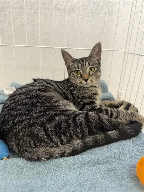 Rosie