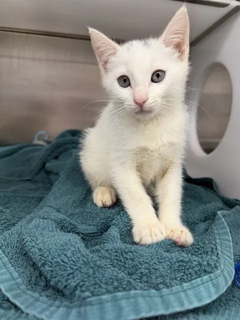 Blanca