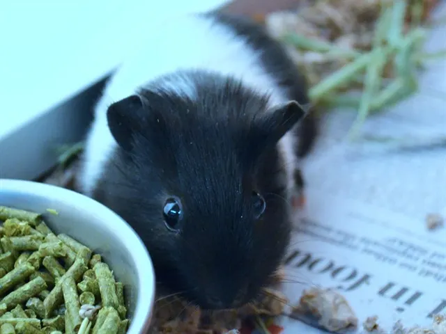 Figgy