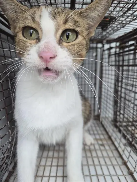 Adoptable Cat